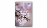obraz-na-plotnie-050-kwiaty-70x100cm-stan-nowy