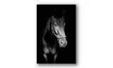 obraz-na-plotnie-074-kon-70x100cm-stan-nowy