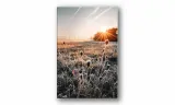 obraz-na-plotnie-075-oset-70x100cm-stan-nowy