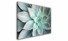 obraz-na-plotnie-098-sukulent-100x70cm