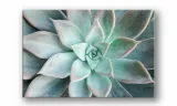 obraz-na-plotnie-098-sukulent-100x70cm-stan-nowy