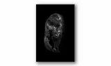 obraz-na-plotnie-111-pantera-70x100cm-stan-nowy