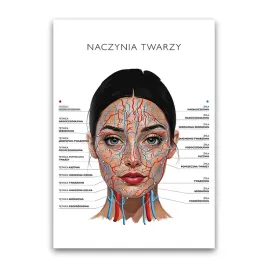 plakat-anatomiczny-unaczynienie-twarzy-salon-urody-beauty-gabinet-kosmetycz