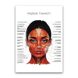 plakat-anatomiczny-miesnie-twarzy-salon-urody-beauty-gabinet-kosmetyczny