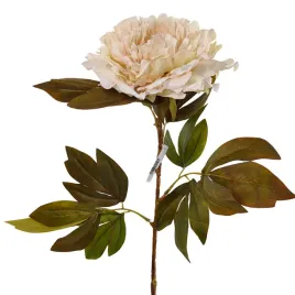 peonia-jesienna-galazka-kremowo-cytrynowo-rozowa