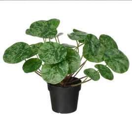 ikea-fejka-sztuczna-roslina-w-doniczce-pilea-jak-zywa