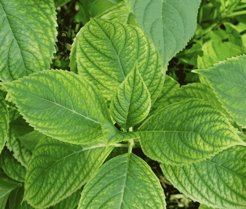 nawoz-siarczan-zelaza-na-mech-w-trawniku-chloroze-lisci-hortensji-azali-roz