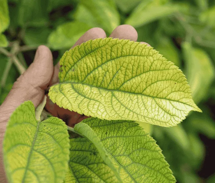 nawoz-siarczan-zelaza-na-mech-w-trawniku-chloroze-lisci-hortensji-azali-roz-waga-2-kg