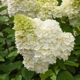 hortensja-bukietowa-hercules-biale-guze-kwiaty-sadzonki-hortensji-krzewy
