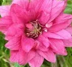 malina-okazala-olympic-double-rubus-spectabilis