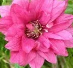 malina-okazala-olympic-double-rubus-spectabilis