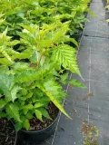 malina-okazala-olympic-double-rubus-spectabilis-kolor-kwiatow-rozowe