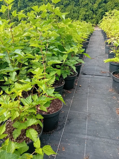 malina-okazala-olympic-double-rubus-spectabilis-rodzaj-rosliny-inny