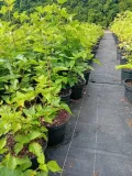 malina-okazala-olympic-double-rubus-spectabilis-rodzaj-rosliny-inny