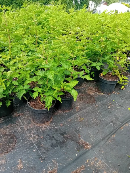 malina-okazala-olympic-double-rubus-spectabilis-roslina-w-postaci-sadzonka-w-pojemniku-2-3l