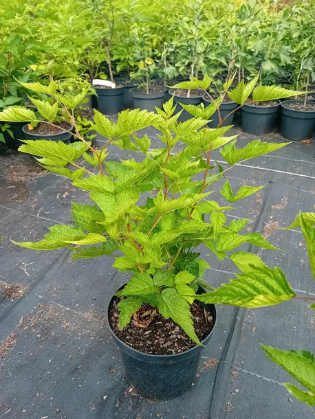 malina-okazala-olympic-double-rubus-spectabilis-wysokosc-sadzonki-30-50-cm