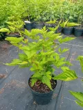 malina-okazala-olympic-double-rubus-spectabilis-wysokosc-sadzonki-30-50-cm