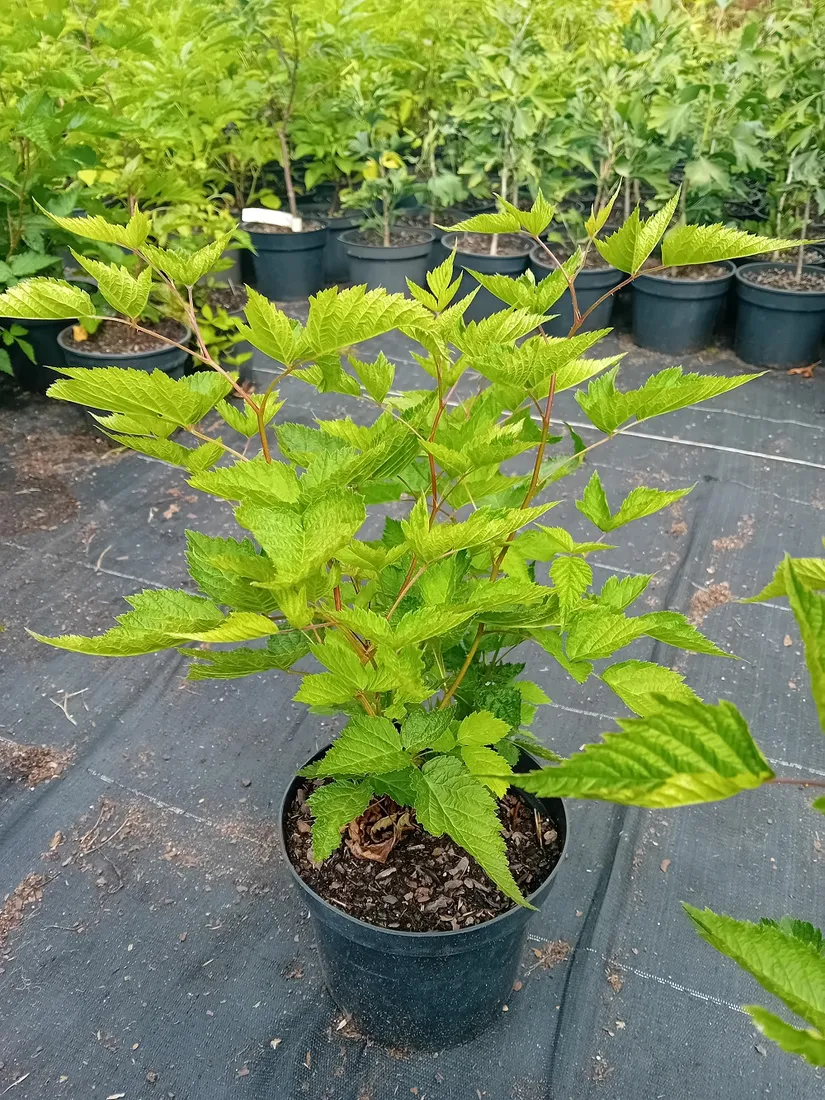 malina-okazala-olympic-double-rubus-spectabilis