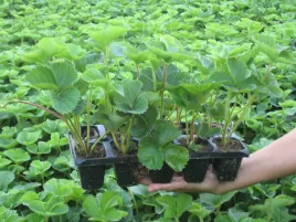 truskawka-truskawki-sadzonki-truskawek-doniczkowana-gigant-duzeowoce10szt