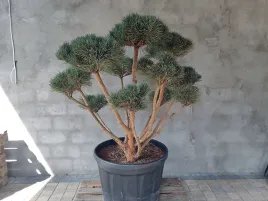 sosna-pospolita-formowana-watereri-094-niwaki-bonsai-ogrodowe-topiary