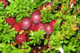 zurawina-wielkoowocowa-franklin-w-doniczce-duze-owoce-soczyste-smaczne