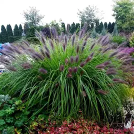 rozplenica-black-beauty-trawa-sadzonka-piekna-ozdoba-ogrodu-w-doniczce