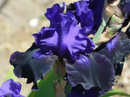 irys-brodkowy-mat-mcnames-klacze-fioletowy