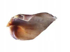 ucho-wieprzowe-wedzone-przysmak-gryzak-1szt