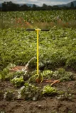 kultywator-adler-metal-99-cm-stan-nowy-rodzaj-kultywator