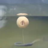 korek-do-przynet-8mm-undercarp-stan-nowy-plec-nie-dotyczy