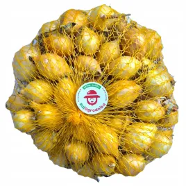 cebula-dymka-duza-do-sadzenia-zimowa-20-25mm-senshyu-yellow-500g