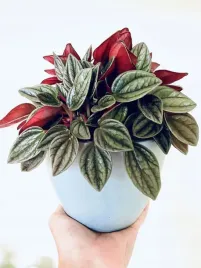 peperomia-caperata-rosso-kedzierzawa-pieprzowka-czerwono-zielona