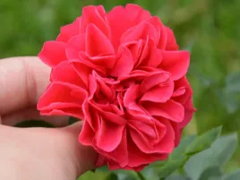 roza-okrywowa-merkury-2000-czerwone-kwiaty-sadzonka-w-doniczce-p11