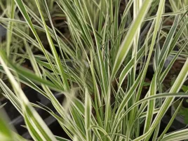 palczatka-miotlasta-chameleon-sadzonka-p9-trawa-ozdobna-biala-zielona