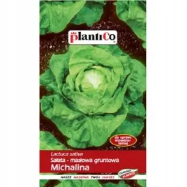 plantico-salata-michalina-nasiona-salaty-glowiastej-uprawa-letnia