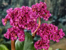 bergenia-sercowata-eden-s-dark-margin-fioletowo-rozowa-sadzonka-p9