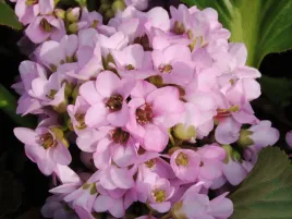 bergenia-sercowata-rosi-klose-jasnorozowa-sadzonka-p9-bylina-do-cienia