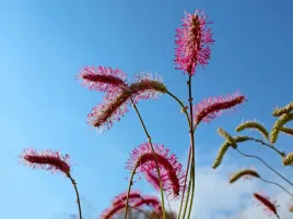 krwisciag-menziesa-wake-up-sadzonka-p9-bordowe-kwiaty-bylina