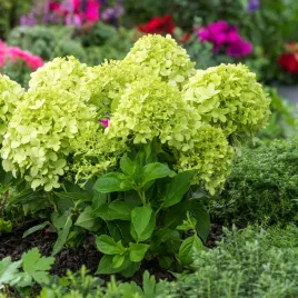 hortensja-bukietowa-little-spooky-sadzonki-hortensje-duze-kwiaty-ogrodowe