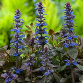 dabrowka-rozlogowa-atropurpurea-1-szt-sadzonki-sadzonka-rosliny-ozdobne