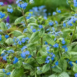 brunnera-macrophylla-silver-heart-bylina-do-cienia-niebieskie-kwiaty