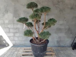 sosna-pospolita-formowana-084-niwaki-bonsai-ogrodowe-topiary