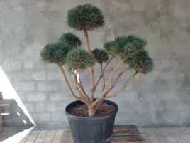 sosna-pospolita-formowana-watereri-092-niwaki-bonsai-ogrodowe-topiary