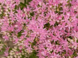 rozchodnik-okazaly-brilliant-rozowe-kwiaty-sadzonka-w-doniczce-p9