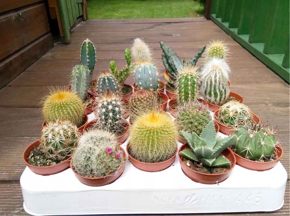 kaktus-mix-5-szt-rodzaj-rosliny-kaktusy