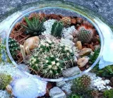 kaktus-mix-5-szt-rodzaj-rosliny-kaktusy