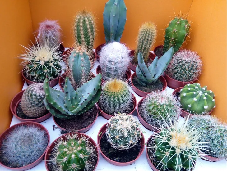 kaktus-mix-5-szt-roslina-w-postaci-sadzonka-w-pojemniku-do-05l