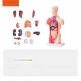model-anatomiczny-tors-15-czesci-stan-nowy