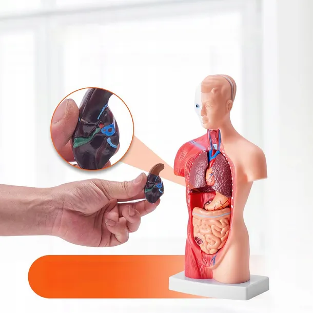 model-anatomiczny-tors-15-czesci-marka-bez-marki