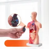 model-anatomiczny-tors-15-czesci-marka-bez-marki